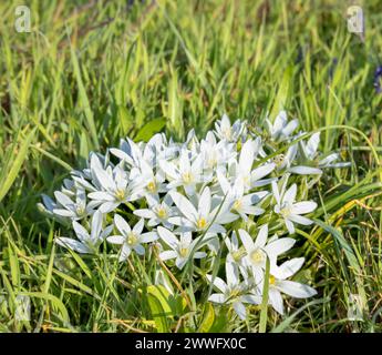 Der Gartenstern von Bethlehem oder Graslilie ist eine Art der Gattung Ornithogalum im Asparag Stockfoto