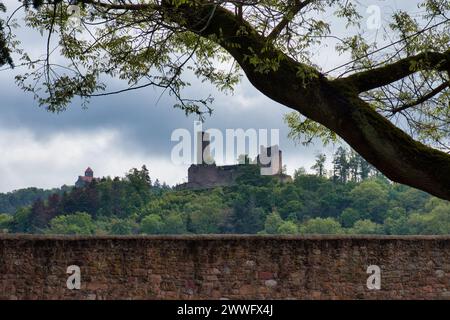 Weinheim, Deutschland - 19. Mai 2021: Baum über einer Mauer mit einer Burg auf einem Hügel mit grünen Bäumen in der Ferne an einem Frühlingstag in Weinheim, Deutschland. Stockfoto