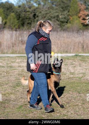 malinois-Training für Gehorsamsdisziplin in der Natur Stockfoto