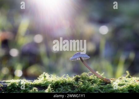 Gemeiner Bonnet Pilz [ Mycena galericulata ] hinterleuchtet auf Moosbaum mit Bokeh-Highlights und Sonnenaufgang Stockfoto