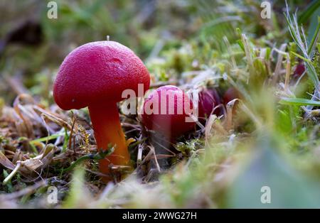 Scharlach Wachskappe [ Hygrocybe coccinea ] Stockfoto
