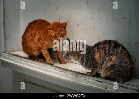 Die Nachmittagssonne strahlt zwei Katzen in einer angespannten Begegnung auf einem Fenstervorsprung aus. Stockfoto