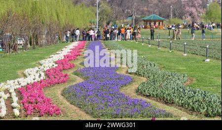 Srinagar, Indien. März 2024. Indira Gandhi Memorial Tulip Garden, Asiens größter Tulpengarten, liegt am Fuße der Zabarwan Hills in Srinagar und wurde in diesem Jahr für Touristen und Einheimische mit der Blüte von 17 Seh-Blumen verschiedener Sorten eröffnet. (Foto von Firdous Parray/Pacific Press) Credit: Pacific Press Media Production Corp./Alamy Live News Stockfoto