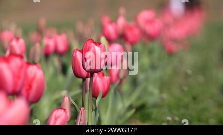 Srinagar, Jammu Und Kaschmir, Indien. März 2024. Indira Gandhi Memorial Tulip Garden, Asiens größter Tulpengarten, liegt am Fuße der Zabarwan Hills in Srinagar und wurde in diesem Jahr für Touristen und Einheimische mit der Blüte von 17 Seh-Blumen verschiedener Sorten eröffnet. (Kreditbild: © Firdous Parray/Pacific Press via ZUMA Press Wire) NUR REDAKTIONELLE VERWENDUNG! Nicht für kommerzielle ZWECKE! Stockfoto