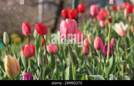 Srinagar, Jammu Und Kaschmir, Indien. März 2024. Indira Gandhi Memorial Tulip Garden, Asiens größter Tulpengarten, liegt am Fuße der Zabarwan Hills in Srinagar und wurde in diesem Jahr für Touristen und Einheimische mit der Blüte von 17 Seh-Blumen verschiedener Sorten eröffnet. (Kreditbild: © Firdous Parray/Pacific Press via ZUMA Press Wire) NUR REDAKTIONELLE VERWENDUNG! Nicht für kommerzielle ZWECKE! Stockfoto