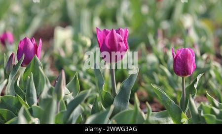 Srinagar, Jammu Und Kaschmir, Indien. März 2024. Indira Gandhi Memorial Tulip Garden, Asiens größter Tulpengarten, liegt am Fuße der Zabarwan Hills in Srinagar und wurde in diesem Jahr für Touristen und Einheimische mit der Blüte von 17 Seh-Blumen verschiedener Sorten eröffnet. (Kreditbild: © Firdous Parray/Pacific Press via ZUMA Press Wire) NUR REDAKTIONELLE VERWENDUNG! Nicht für kommerzielle ZWECKE! Stockfoto