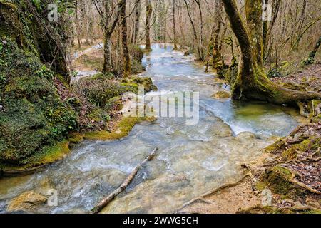 Ein ruhiger Bach schlängelt sich durch ein Waldgebiet, flankiert von Bäumen, die im frühen Frühjahr oder Spätherbst zu sein scheinen. Das Wasser läuft klar und glatt, Wald Stockfoto