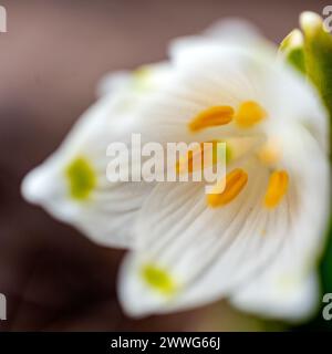 Schneeglöckchen sind Vorboten des Frühlings, Schneeglöckchen sind beliebte Zierpflanzen, Frühling in der Natur Stockfoto