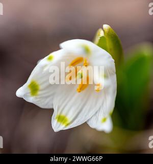 Schneeglöckchen sind Vorboten des Frühlings, Schneeglöckchen sind beliebte Zierpflanzen, Frühling in der Natur Stockfoto