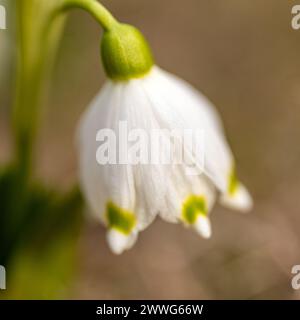 Schneeglöckchen sind Vorboten des Frühlings, Schneeglöckchen sind beliebte Zierpflanzen, Frühling in der Natur Stockfoto