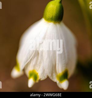 Schneeglöckchen sind Vorboten des Frühlings, Schneeglöckchen sind beliebte Zierpflanzen, Frühling in der Natur Stockfoto