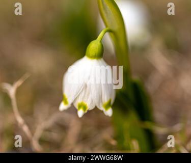 Schneeglöckchen sind Vorboten des Frühlings, Schneeglöckchen sind beliebte Zierpflanzen, Frühling in der Natur Stockfoto