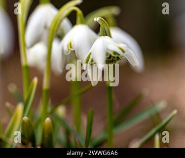 Schneeglöckchen sind Vorboten des Frühlings, Schneeglöckchen sind beliebte Zierpflanzen, Frühling in der Natur Stockfoto