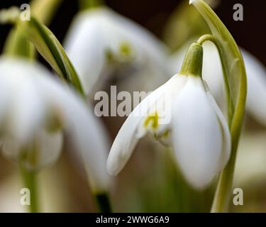 Schneeglöckchen sind Vorboten des Frühlings, Schneeglöckchen sind beliebte Zierpflanzen, Frühling in der Natur Stockfoto