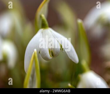 Schneeglöckchen sind Vorboten des Frühlings, Schneeglöckchen sind beliebte Zierpflanzen, Frühling in der Natur Stockfoto