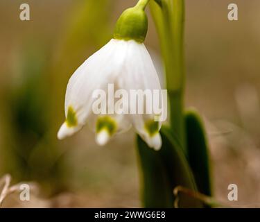 Schneeglöckchen sind Vorboten des Frühlings, Schneeglöckchen sind beliebte Zierpflanzen, Frühling in der Natur Stockfoto