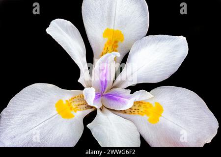 Wilde Iris, Dietes iridioides, afrikanische Iris, viertägige Lilie oder morea-Iris auf schwarzem Hintergrund Stockfoto