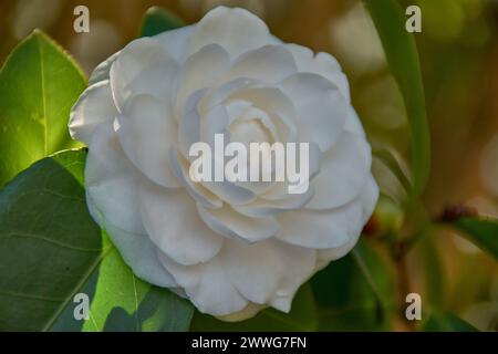 Blühender Kamelienstrauch mit weißen Blüten und dicken Blättern im Frühling im Garten des Bahnhofs Areeiro Fitopatoloxica in Pontevedra, Spanien Stockfoto