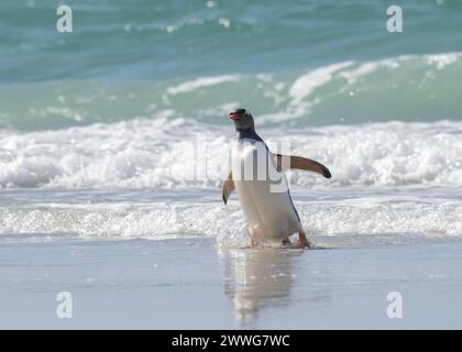 Pinguin Gentoo (Pygoscelis papua), aus dem Meer kommend, Saunders Island, Falklands, Januar 2024 Stockfoto