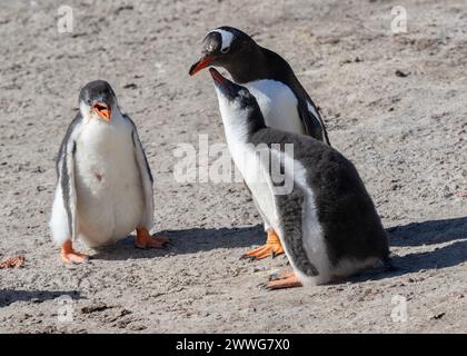 Pinguin Gentoo (Pygoscelis papua), Erwachsene fütternde Junge, Saunders Island, Falklands, Januar 2024 Stockfoto