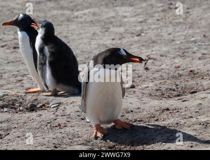 Penguin Gentoo (Pygoscelis papua), erwachsener Nestsammler, Saunders Island, Falklands, Januar 2024 Stockfoto