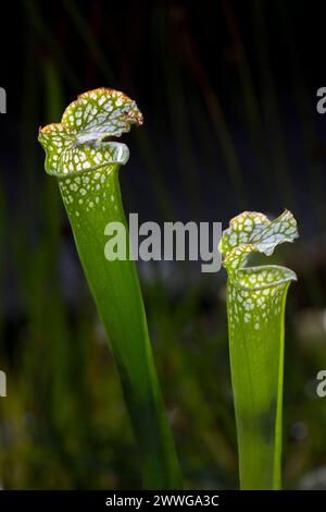 Weiße Schlauchpflanze Sarracenia leucophylla fleischressende Pflanze, Nordamerika mcpins *** Weiße Schlauchpflanze Sarracenia leucophylla fleischfressende Pflanze Stockfoto