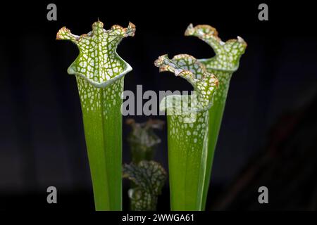 Weiße Schlauchpflanze Sarracenia leucophylla fleischressende Pflanze, Nordamerika mcpins *** Weiße Schlauchpflanze Sarracenia leucophylla fleischfressende Pflanze Stockfoto