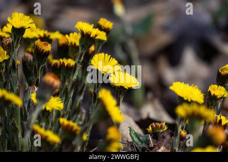 Die schönen gelben Frühlingsblumen von Tussilago farfara, allgemein bekannt als Coltsfoot. Blüht im Frühling in einer natürlichen Umgebung. In Eurasien beheimatet Stockfoto