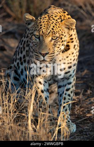 Leopard Panthera pardus, Region Khomas, Namibia, Afrika mcpins *** Leopard Panthera pardus , Region Khomas, Namibia, Afrika mcpins mcpins Stockfoto