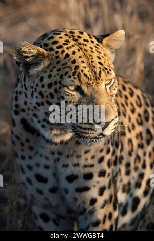 Leopard Panthera pardus, Region Khomas, Namibia, Afrika mcpins *** Leopard Panthera pardus , Region Khomas, Namibia, Afrika mcpins mcpins Stockfoto