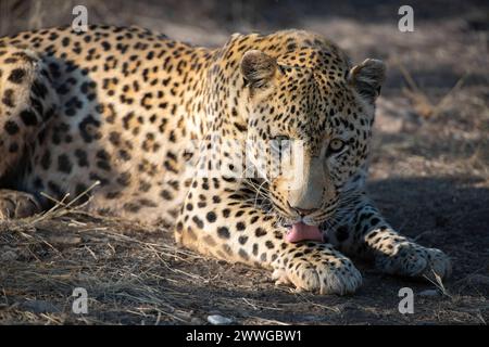 Leopard Panthera pardus, Region Khomas, Namibia, Afrika mcpins *** Leopard Panthera pardus , Region Khomas, Namibia, Afrika mcpins mcpins Stockfoto