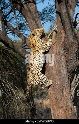 Leopard Panthera pardus erklimmt Baum, Region Khomas, Namibia, Afrika mcpins *** Leopard Panthera pardus klettert einen Baum, Region Khomas, Namibia, Afri Stockfoto