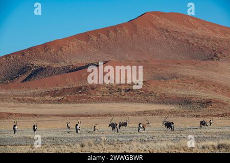 Spießbock Oryx gazella im Sossusvlei, Sossusvlei, Namib Wüste, Namib-Naukluft-Nationalpark, Namibia, Afrika mcpins *** Spießbock Oryx gazella in Sossu Stockfoto
