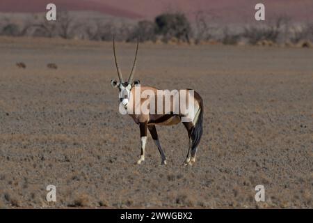 Spießbock Oryx gazella im Sossusvlei, Sossusvlei, Namib Wüste, Namib-Naukluft-Nationalpark, Namibia, Afrika mcpins *** Spießbock Oryx gazella in Sossu Stockfoto