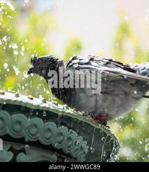 Taube, die unter Regen auf einem nassen Brunnen sitzt Stockfoto