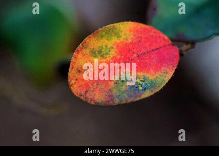 Ein buntes Blatt mit Regenbogenfarben auf der Oberfläche Stockfoto