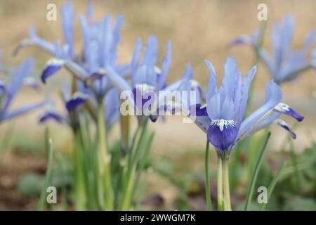 Blühende Iris reticulata im Garten. Stockfoto