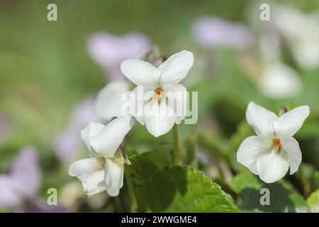 Weißes Gartenviolett (Viola odorata) Stockfoto