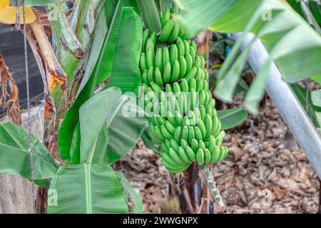 Garten mit Reifen Bananen. Bananenernte bereit zur Ernte Stockfoto