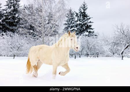 Auf der Ranch des Winterabends läuft das schwere Pferd im Trab Stockfoto