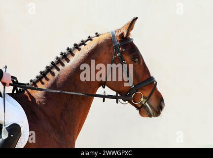 Wunderschönes Kopfporträt eines reinrassigen Rennpferdes Stockfoto