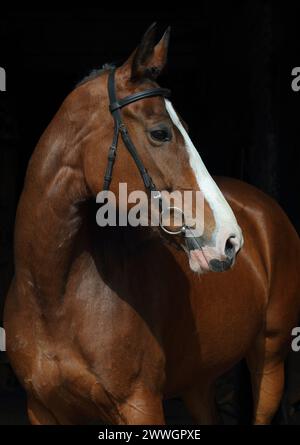 Bay reinrassiges Rennpferd-Porträt in dunklem, stabilem Hintergrund Stockfoto