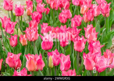 Rosa Liliales Tulpenblüten blühen im Blumenbeet im Garten an sonnigen Tagen. Rosa lilienförmige Tulpenblüten mit grünen Blättern nah oben auf der Wiese, Park, o Stockfoto