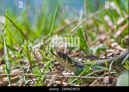 Natrix natrix alias gewöhnliche Grasschlange im Gras. Sichtbare Gabelzunge. Die häufigste Schlange in Tschechien. Stockfoto