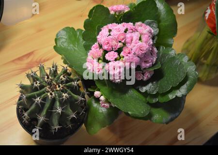 Schöne Häuserblumen, Zimmerpflanzen. Ein großer grüner Kaktus und eine blühende Kalanchoe, die in Plastiktöpfen wächst. Stockfoto