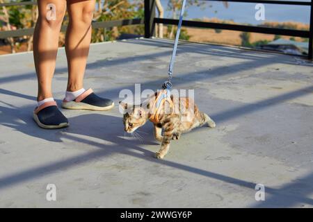 Junge Katze mit Leine auf dem Boden Stockfoto