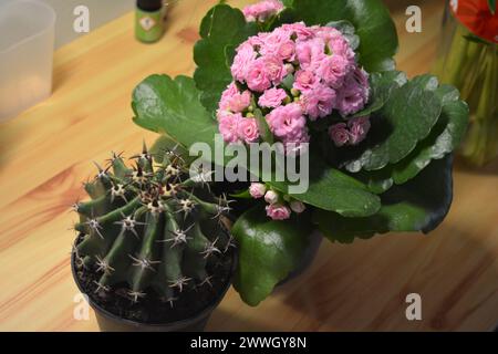 Schöne Häuserblumen, Zimmerpflanzen. Ein großer grüner Kaktus und eine blühende Kalanchoe, die in Plastiktöpfen wächst. Stockfoto