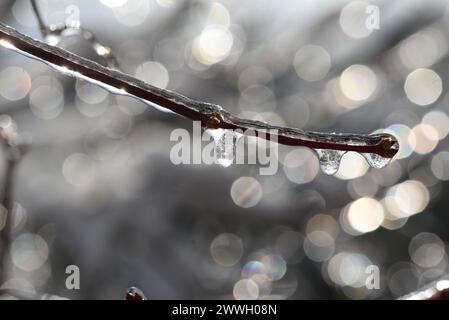 Eisregen ist Regen, der sofort gefriert, wenn er auf kalten Boden trifft oder mit festen Gegenstaenden, zum Beispiel Aeste in Beruehrung kommt. Freezi Stockfoto