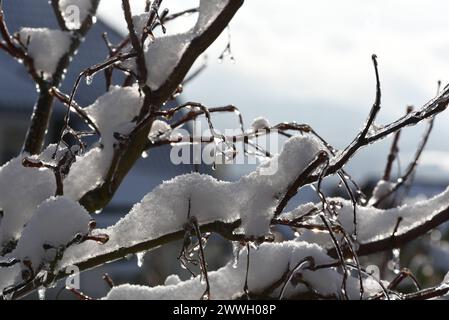 Eisregen ist Regen, der sofort gefriert, wenn er auf kalten Boden trifft oder mit festen Gegenstaenden, zum Beispiel Aeste in Beruehrung kommt. Freezi Stockfoto