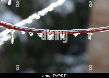 Eisregen ist Regen, der sofort gefriert, wenn er auf kalten Boden trifft oder mit festen Gegenstaenden, zum Beispiel Aeste in Beruehrung kommt. Freezi Stockfoto